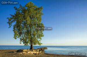 Lone Tree, -,  , , 
