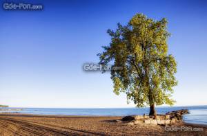 ,  , Lone Tree, , -