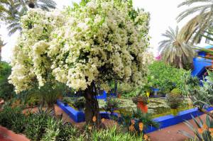    morocco, marrakech jardin majorelle