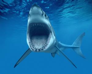   (carcharodon carcharias, , great white shark),  , , 