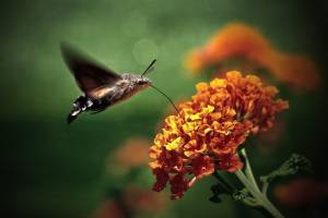 , la esfinge colibri, , 