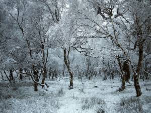 trees, Frozen, GB, Scotland, Camelon