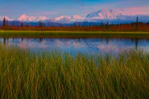    the stunning colors of alpenglow on denali, denali national park, alaska