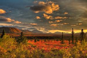    denali national park, this is how i dreamed alaska would be, ak