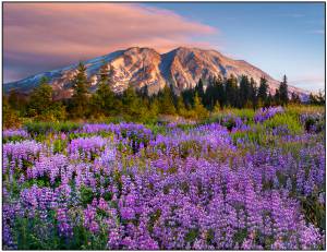    wa, purple show, mount saint helens national park