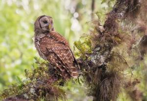barred owl,  , 