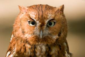 Red Phase Eastern Screech Owl,  , 