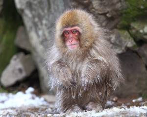 Japan, Nagano, Frozen Child Monkey