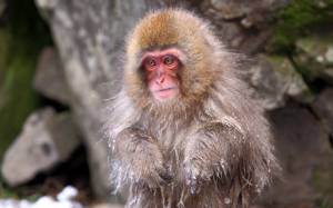 Japan, Frozen Child Monkey, Nagano