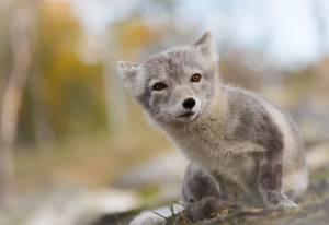 Norway, arctic fox, 