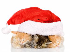 HOLIDAYS, CATS, HAPPY, MERRY, HAT, CHRISTMAS, RED