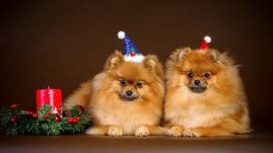 DOG, MERRY, ANIMAL, NEW, DOGS, CHRISTMS, ANIMALS